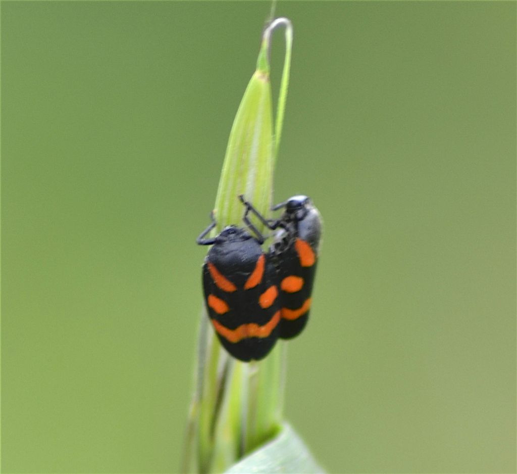 Cicadomorpha Cercopidae:   Cercopis vulnerata?  Cernopis sp. !